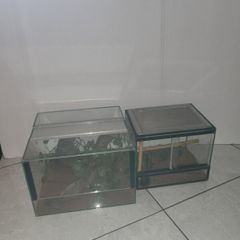 2 x terrariums
