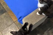 Kittens