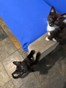 Kittens
