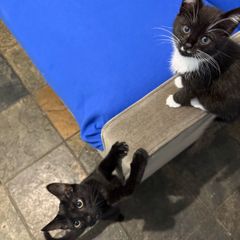 Kittens
