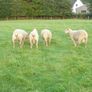 Charollais Rams Suffolk Rams Image 3