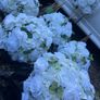 flower ball Image 3