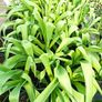 plants Image 5