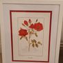 Beautiful Botanical Framed Print Image 2