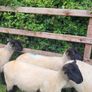 Suffolk X hoggets - 11 Image 6