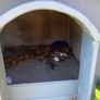 Wooden Dog Kennel Image 3