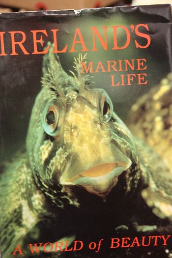 Ireland's Marine Life