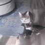 6 kittens Image 6