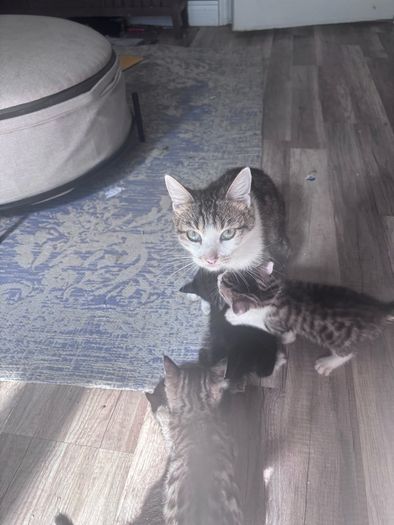 6 kittens