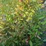 shrubs. Bay leaves Image 6
