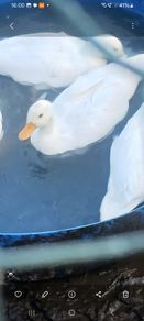 call ducks
