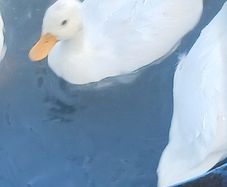 call ducks