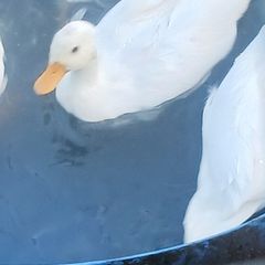 call ducks