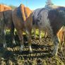 Incalf heifers and heifers with calves at foot Image 3