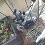 hybrid bike/ gravel kellys serviced Image 7