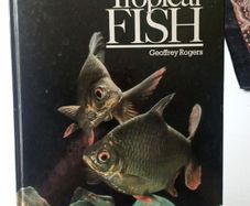 Tropical Fish