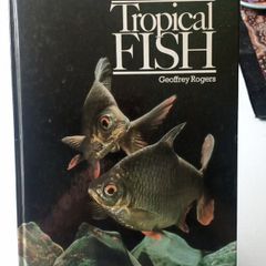 Tropical Fish