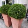Boxwood Ball shrubs for sale Image 2