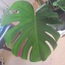 Monstera Image 2