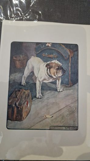 antique print the bulldog