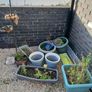 Plant pots Image 4
