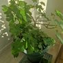 fig tree Image 2