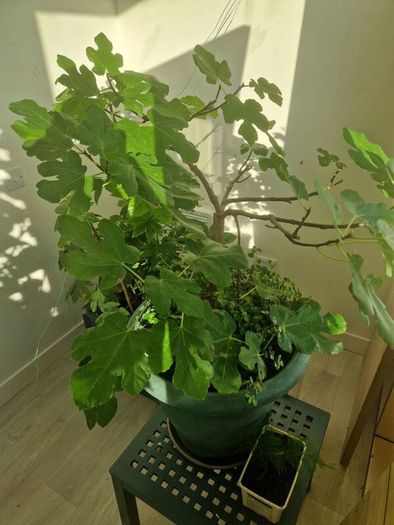 fig tree