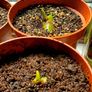Baby monstera Image 3