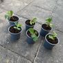 plant of happiness Image 6