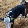 Hereford heifer calves Image 4