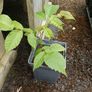 Black walnut (Juglans nigra) sapling 23 cm Image 2