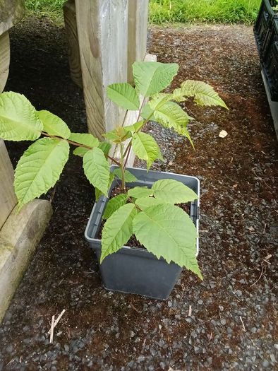Black walnut (Juglans nigra) sapling 23 cm