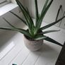 Aloe Vera planter Image 3