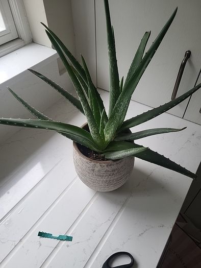 Aloe Vera planter