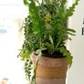 Fishtail/Fishbone Cacti/ Disocactus Anguliger Indoor Plant Image 2