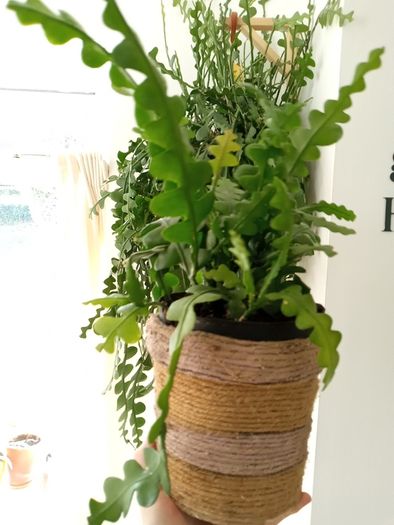 Fishtail/Fishbone Cacti/ Disocactus Anguliger Indoor Plant