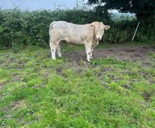 Charolais bull