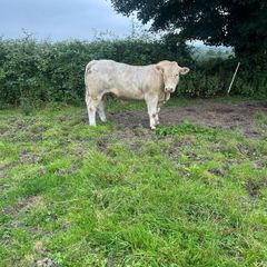Charolais bull