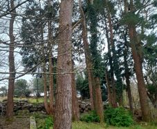 1 Large Pine Trees And 1 L Eylandi 60 Ft + In Glen