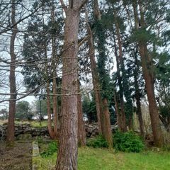 1 Large Pine Trees And 1 L Eylandi 60 Ft + In Glen