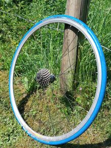 Turbo Trainer 700c Wheel