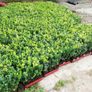 Box Hedging Image 3