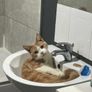 half maine coon male Image 2