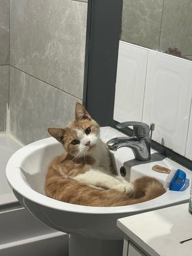 half maine coon male