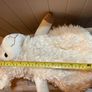 kids backpack little lab sheep new Image 9