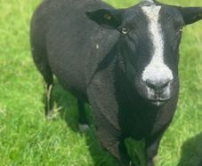 Purebred Registered Zwarbtle Ram