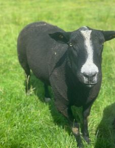 Purebred Registered Zwarbtle Ram