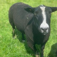 Purebred Registered Zwarbtle Ram