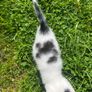 kitten Image 4