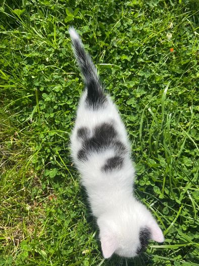 kitten